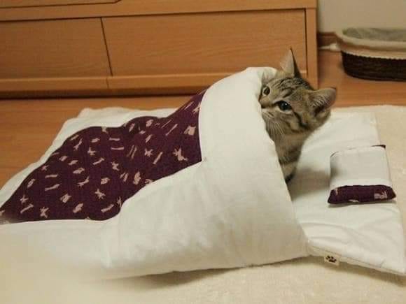 WholesomeMemes (@wholesomememe) on Twitter photo 