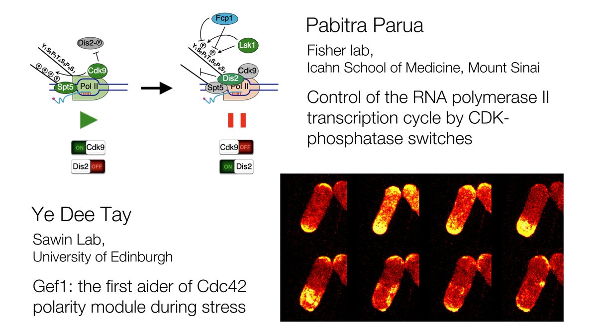 Matthew Swaffer (@mpswaffer) on Twitter photo We have two really exciting #pombeTalks coming up next week (Wednesday, April 14th) from Ye Dee Tay (Sawin lab, <a href="/EdinburghUni/">The University of Edinburgh</a>) and Pabitra Parua (Fisher lab, <a href="/IcahnMountSinai/">Icahn School of Medicine at Mount Sinai</a>). Be sure to tune it! #pombe. We have two really exciting #pombeTalks coming up next week (Wednesday, April 14th) from Ye Dee Tay (Sawin lab, <a href="/EdinburghUni/">The University of Edinburgh</a>) and Pabitra Parua (Fisher lab, <a href="/IcahnMountSinai/">Icahn School of Medicine at Mount Sinai</a>). Be sure to tune it! #pombe.