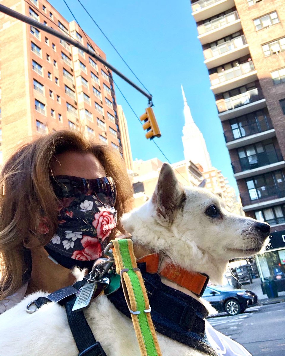 RedHorseStar's tweet photo. When you grew up as a puppy with a view of the @EmpireStateBldg , you find it all rather boring when back in #NYC ! 😂 💖 #adoptdontshop #davincithedog #crueltysurvivor #stopanimalcruelty #spokesdog https://t.co/gbUzpRjmq1