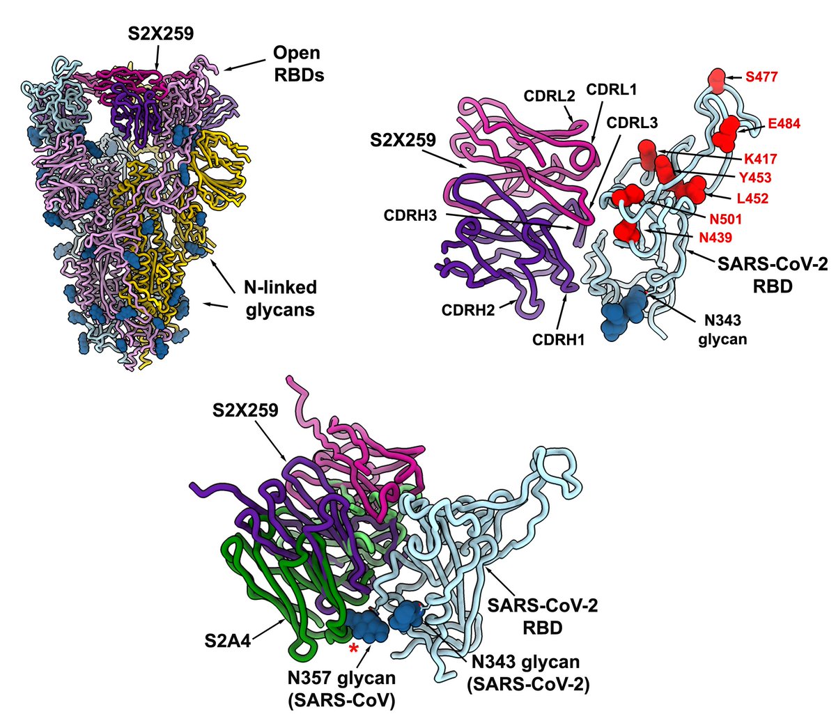 S2X259-mediated broad sarbecovirus neutralization results from the conservation of its (cryptic) epitope among sarbecovirus clades and from the angle of approach allowing the mAb to circumvent the SARS-CoV N357 glycan present in all sarbecovirus RBDs except  #SARSCoV23/10