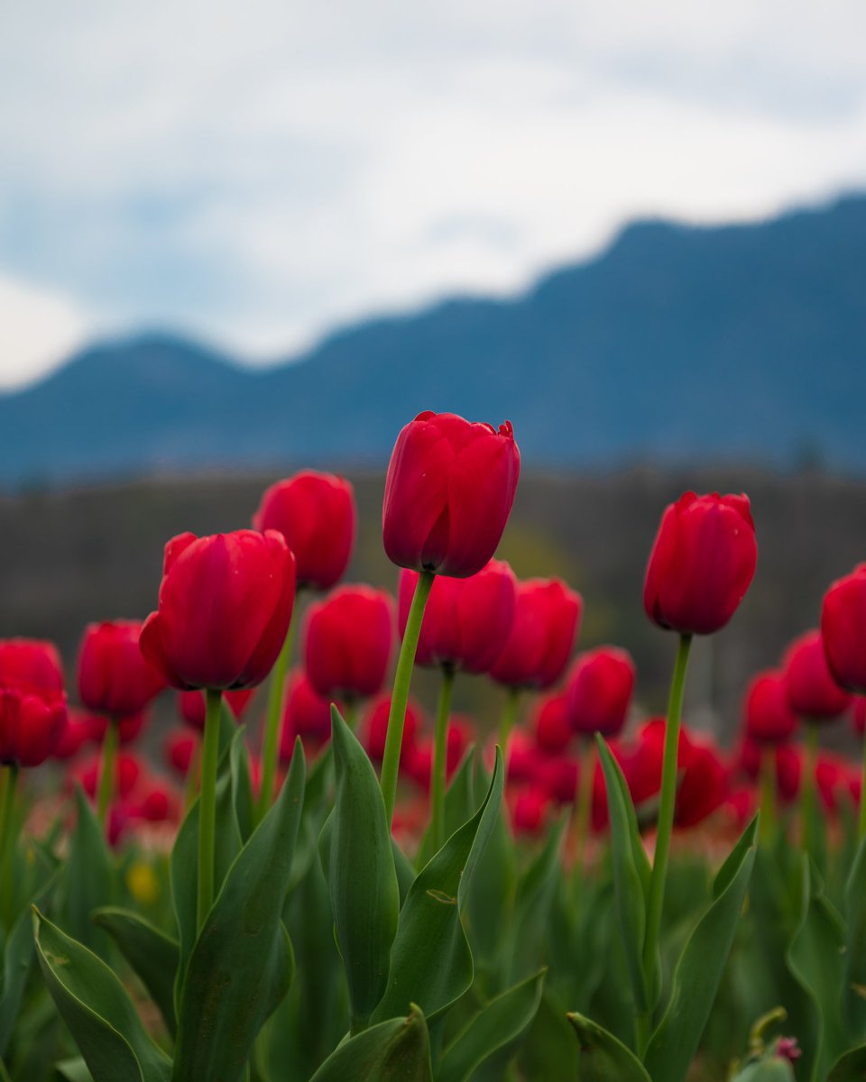 Thank you @Umernazir2020 for sharing this fascinating view of radiant tulips from the enchanting abode of Tulip Garden at Srinagar, Kashmir!
#DekhoApnaDesh
@JandKTourism