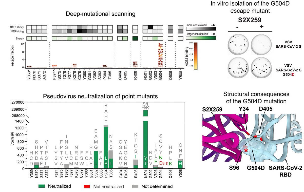 Deep-mutational scanning from  @tylernstarr  @jbloom_lab and in vitro passaging with mAb from  @JZhuoming  @vsv512 identified G504, specifically G504D, as the only escape mutation for S2X259 (due to sterics). G504D is a very rare mutation found in 0.0014% of  #SARSCoV2 genomes.4/10