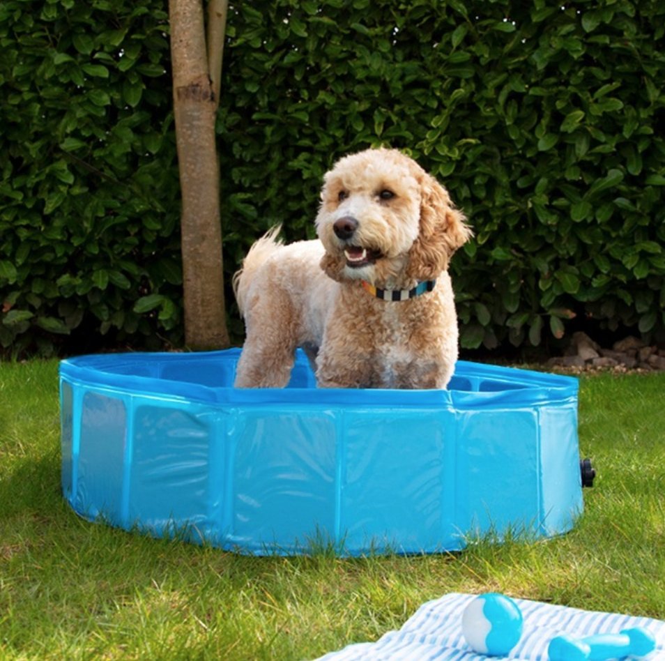 Sure, you might not be able to jet off on holiday where there's a pool, that doesn't mean you can't treat your pooch to a little pool time in the garden thanks to <a href="/homebargains/">Home Bargains</a> 🐕 (Hurry on up hot weather!)