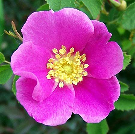 2. Next up in complexity is Rosaceae, and we’re off to the rose family. This family includes apples, cherries, plums, pears, strawberries, and roses. All flowers have 5 petals and many stamens. (Extra rose petals are actually modified stamens.)