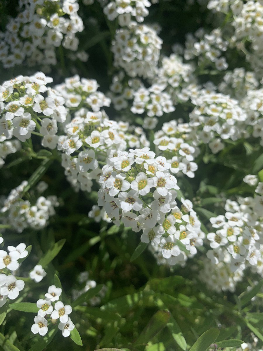 3. Brassicaceae is the mustard family including broccoli, kale, cauliflower, radishes, and mustards. Flowers have 4 petals and 6 stamens. Another name for this family is Cruciferae due to the cross shaped flowers. Fruits are dry or papery and contain many seeds.