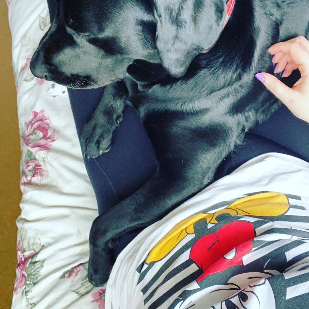 Cazdoestweets's tweet photo. For the last few weeks he’s been constantly by my side.
He’s sat beside me, slept under my bed and even sat on me in an attempt to make me rest. We really don’t deserve dogs💙🥰
#bedrest #acltear #meniscustear #myblacklab https://t.co/UpzTmiiapr