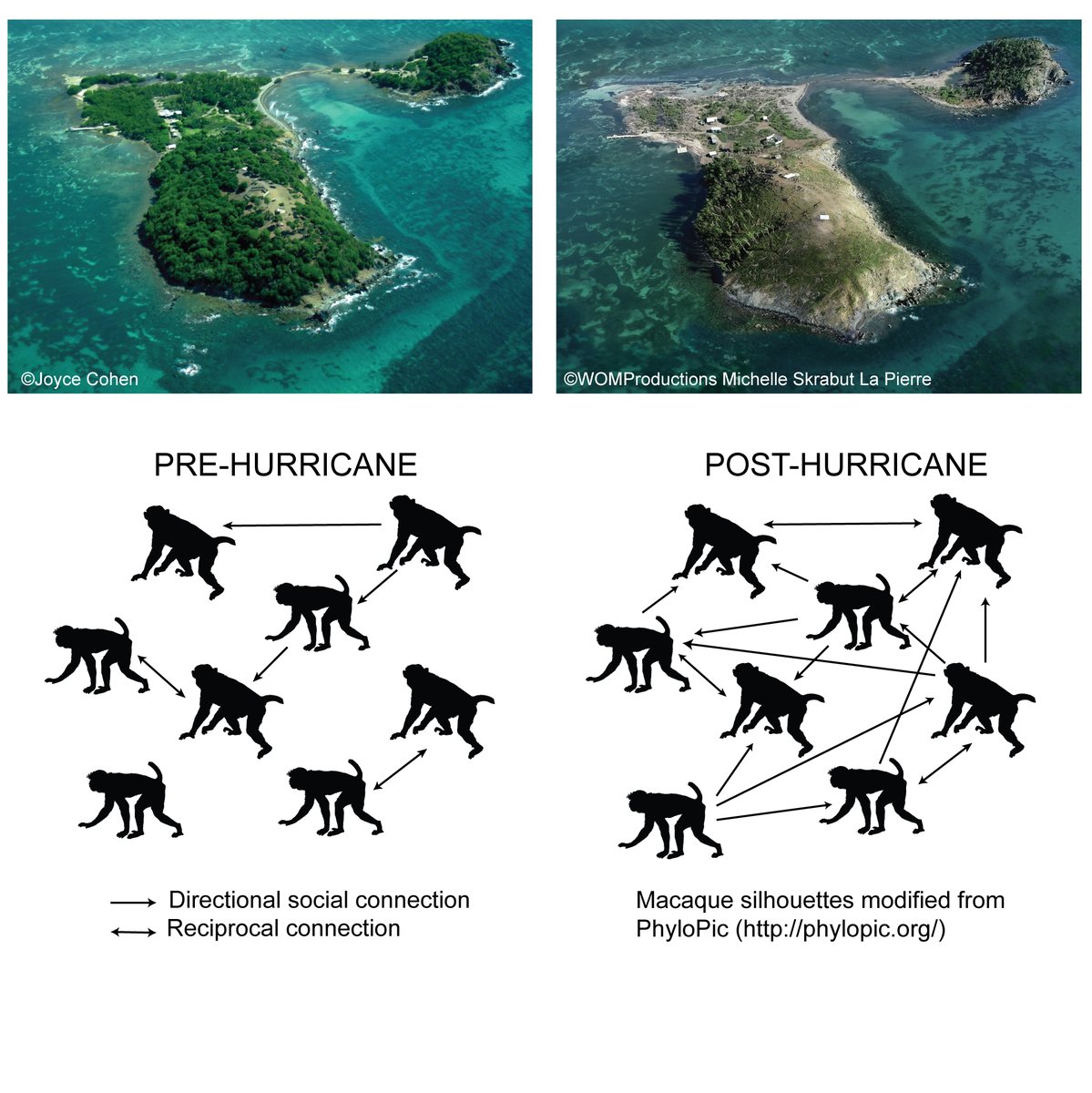 Excited to share our new paper out today in  @CurrentBiology!We explore how Cayo Santiago monkeys changed their social dynamics in the aftermath of Hurricane MariaCoauthored w/  @ljnbrent  @MichaelLouisPl1  @nyuprimatology  @SMack_Lab et. al.  http://bit.ly/3dNkmbE (1/16) 