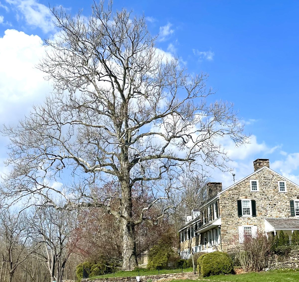 Few trees inspire awe quite like a giant sycamore. This one at a famous site in Chester County has to be at least as old as the house, built in the mid 1700s.