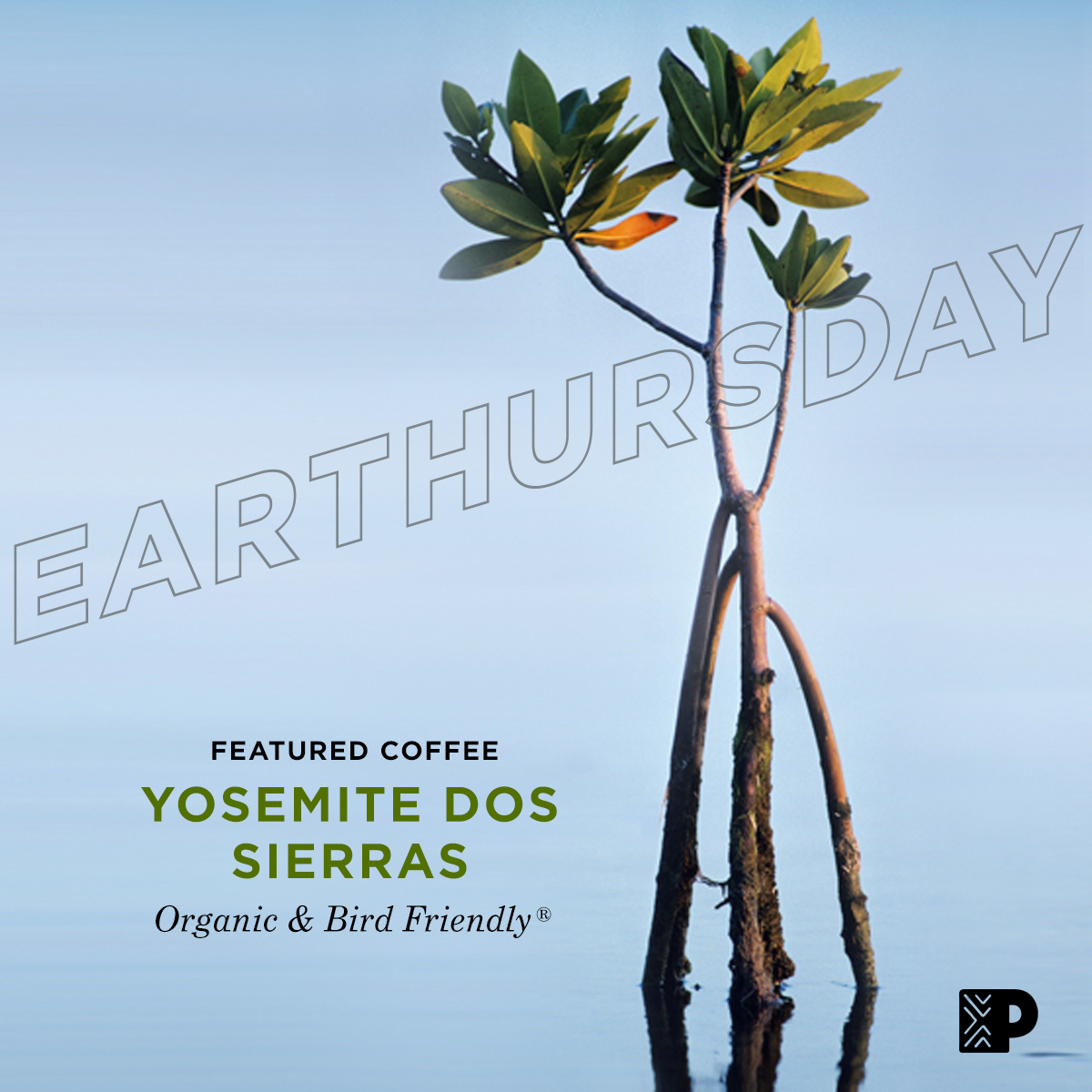 peetscoffee's tweet photo. It’s Earth Month, and we’re celebrating each week with #EARTHURSDAY. 🌎✨
Today we’re highlighting single origin Yosemite Dos Sierras, which is sustainably grown under a canopy of shade trees on the slopes of the Sierra Nevada de Santa Marta in Colombia. https://t.co/AbWByQuXRV