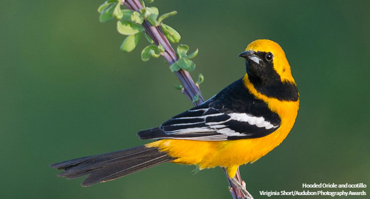 audubonsociety's tweet photo. Have you started your spring planting plans? Check out our Native Plants Database to find the best plants to attract birds to your yard or garden. https://t.co/vNt57c2dbk #PlantsForBirds https://t.co/rnB0vVIm3d