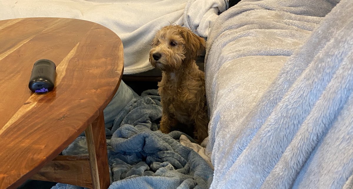 Ruby_RedPanda's tweet image. Well pups, I’m very sad to announce the hooman got me again, and gave me a b&amp;amp;$#. I am so disappointed. But will fight for my freedom from these dreaded things.