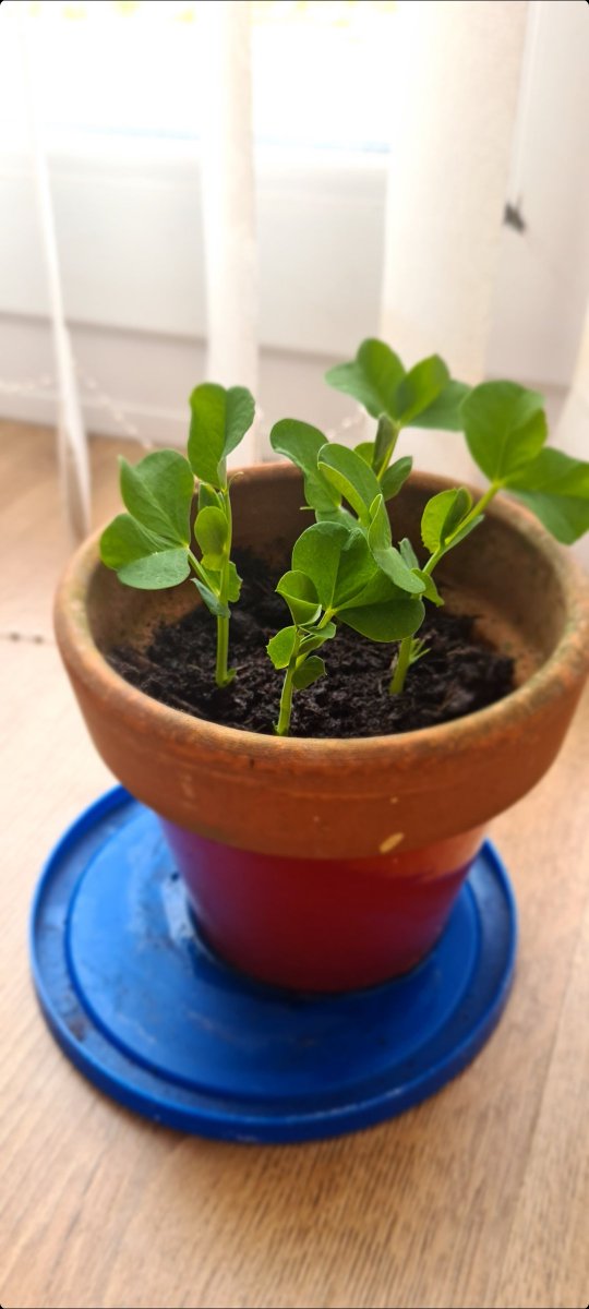 AmyLk30's tweet photo. @PCPKangaroos here are some pics of Beatrixs' peas so far. She has loved watching them grow! https://t.co/H6GhunhZ4u