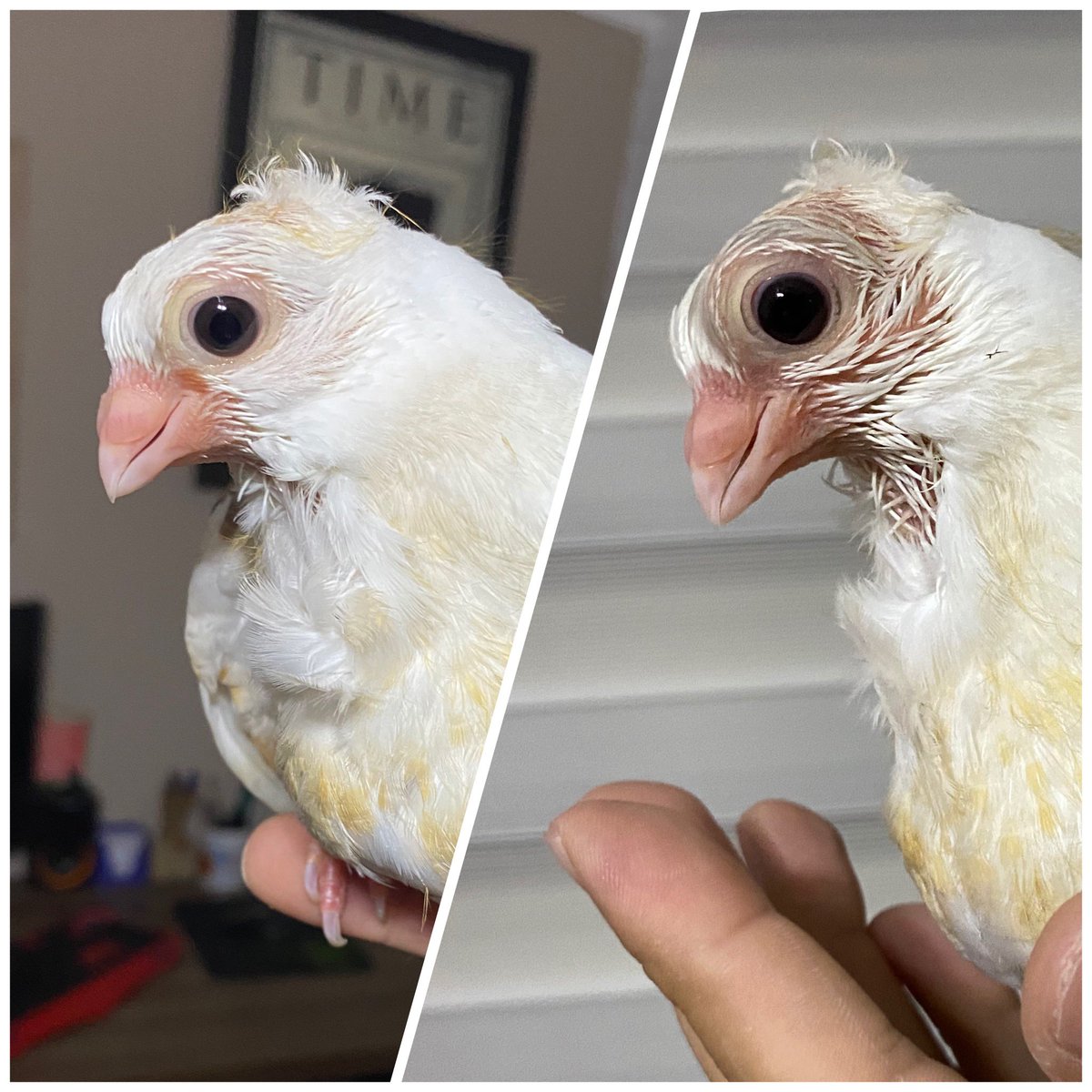 Sadece 24 saatte Zibidi’nin tüylerinin kat ettiği yol 😌