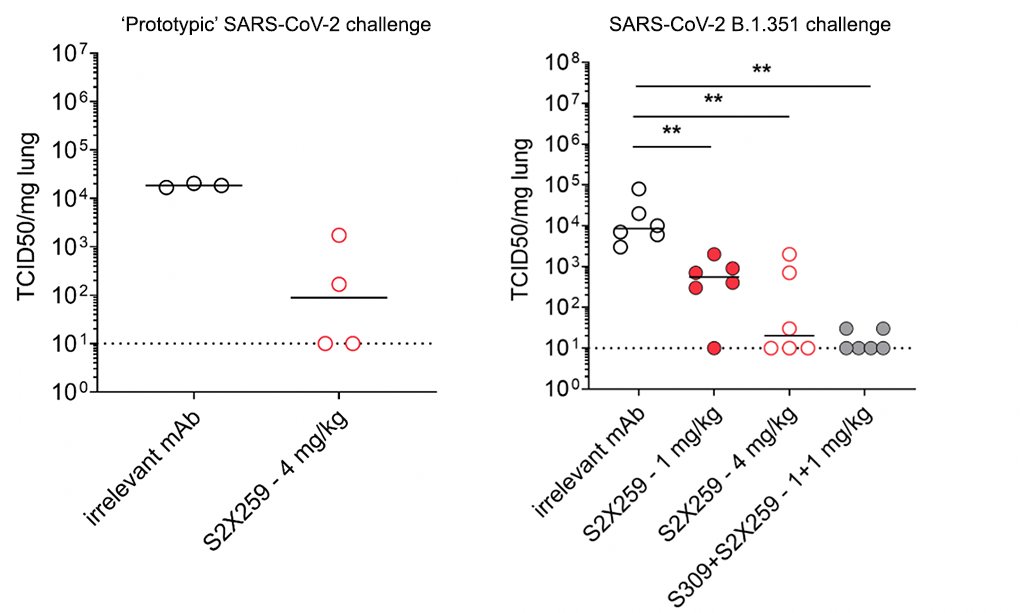 S2X259 protects Syrian hamsters against  #SARSCoV2 challenge with prototypic (Wuhan) as well as with the B.1.351 variant of concern. We also show that S2X259 can be combined with S309 to protect against the B.1.351 variant of concern!7/10