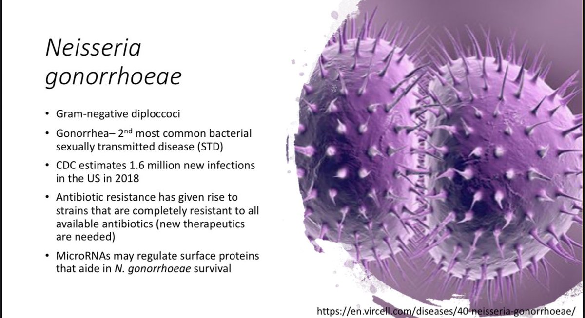 AvitalSavin's tweet photo. Excited to share my thesis project with #OUVirtualExpo! Neisseria gonorrhoeae is a bacterium which causes the STI, gonorrhea. Research on alternative therapeutics is vital to combating this antibiotic-resistant bug. My thesis presentation will be on April 23rd @BobcatsDiscover https://t.co/BEq31xt5ja