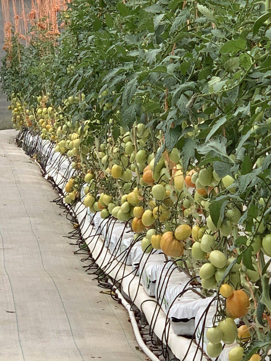 GREEN PEPPERS SA tweet media