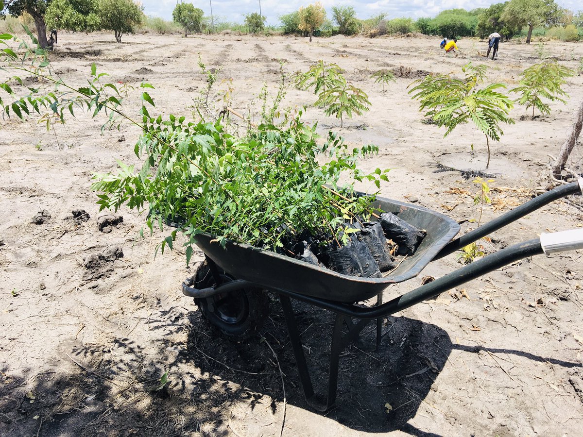 GNConservation's tweet photo. Forest restoration, a path to recovery and well-being.  We begun our restoration initiative for the season. #TowardTenPercentTreeCover @AmbMadina @Maryan_Dadle https://t.co/X8n69aKrhM