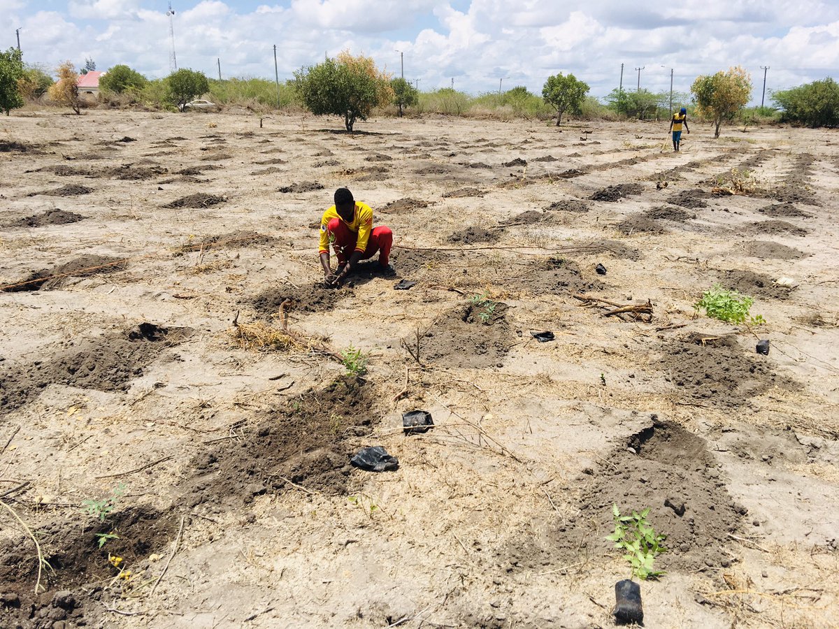 GNConservation's tweet photo. Forest restoration, a path to recovery and well-being.  We begun our restoration initiative for the season. #TowardTenPercentTreeCover @AmbMadina @Maryan_Dadle https://t.co/X8n69aKrhM