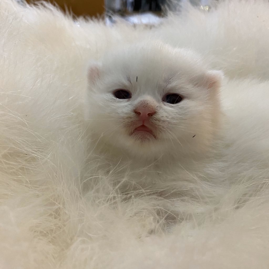 ૮꒰˵• ﻌ •˵꒱ა tweet media