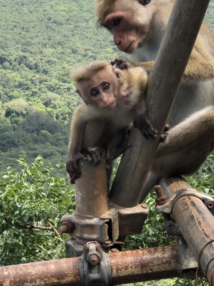 nsivashankaran's tweet photo. @AnupamaKasana @susantananda3 @ManuGulati11 @deekshachauhann @amitasharma9brp These are more cuter. Shot in Sigriya fort in Sri Lanka. https://t.co/qXeT9bWnid