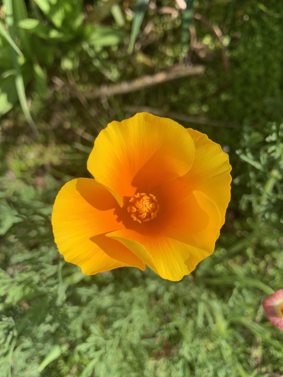 4. Papaveraceae is the poppy family which can have 4 or 6 petals, often with a crinkly texture, and many stamens. Fruits are dry capsules with many seeds.