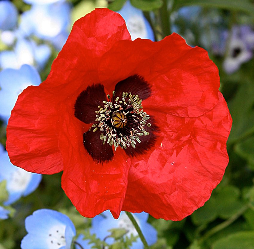 4. Papaveraceae is the poppy family which can have 4 or 6 petals, often with a crinkly texture, and many stamens. Fruits are dry capsules with many seeds.