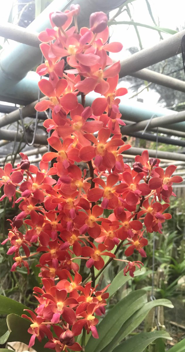 BOGOS end this evening (final chance) #motesorchids #orchids conta.cc/3d2Ag2A