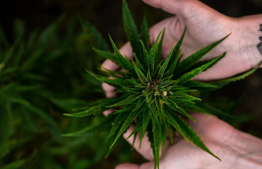 CannabisCulture's tweet photo. Virginia Adult-Use, Home Growing Cannabis Law To Take Effect July 1, Three Years Ahead Of Schedule #law #USA #Virginia #Homegrown #growing https://t.co/HVsP8NI39F https://t.co/kZZwEq3nyn