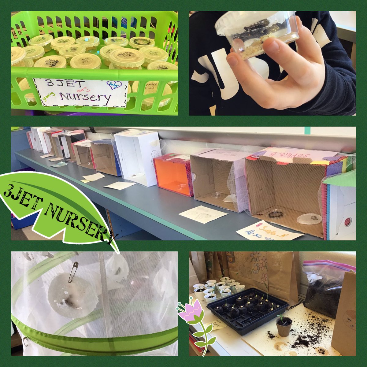 We have multiple Life Cycle Studies happening in the 3JET nursery! Our peas have sprouted and now we await the amazing metamorphosis of our painted lady butterflies! Science Rocks! #powerofpositive <a href="/CBWarwickElem/">Warwick Elementary School CBSD</a>