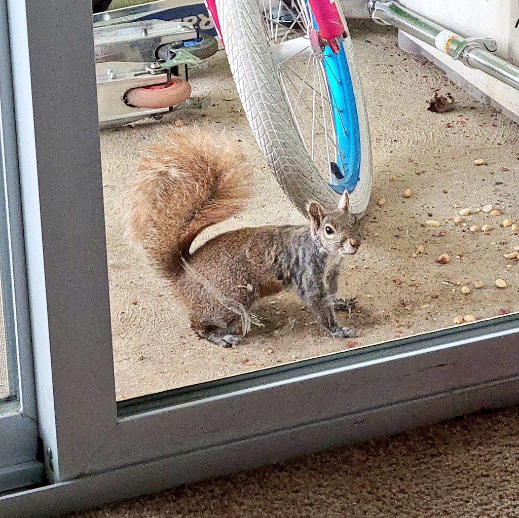 ErinGH614's tweet photo. This beautiful squirrel came to visit me today! She is gorgeous! Mostly red but about 1/3 gray. Her tail is the most beautiful red. π #backyardsquirrels #coversquirrel #misssquirrelusa #prettysquirrel #redsquirrel #ilovesquirrels #squirrelwatching https://t.co/9FQd9zq45I