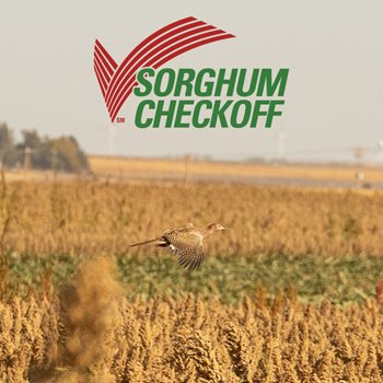 Pheasants Forever and <a href="/quail4ever/">Quail Forever</a> Welcome <a href="/SorghumCheckoff/">Sorghum Checkoff</a> as National Sponsor and Strategic Conservation Partner bit.ly/3t4H3OW - “Sorghum growers are working every day to be responsible, successful stewards and producers," <a href="/KiraEValentin/">Kira Everhart-Valentin</a>