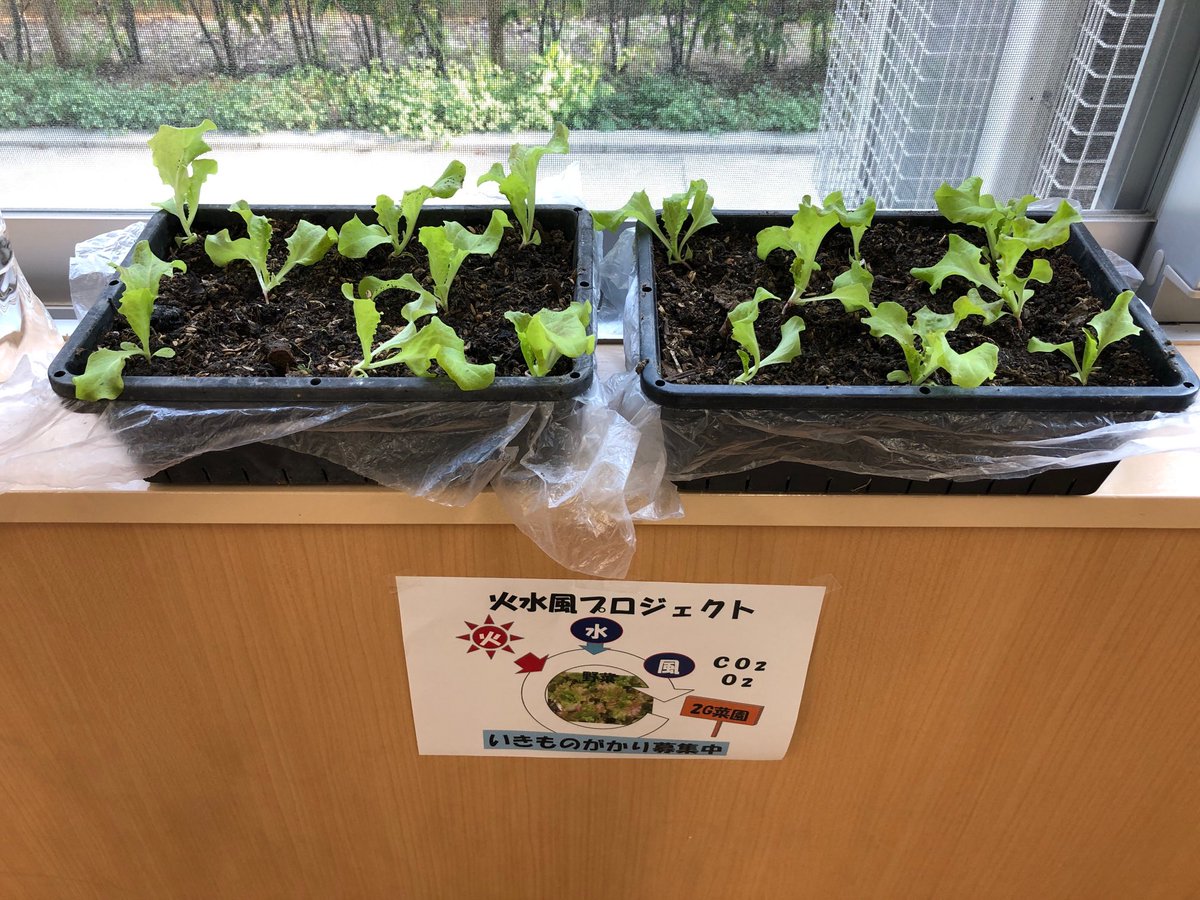 rikenengei's tweet photo. 天理高校2年G組菜園、火水風プロジェクト始動。
窓際の日光、水やり、二酸化炭素を吸い成長し、最後は胃袋におさまる予定です。 https://t.co/Y7jhEPopGi