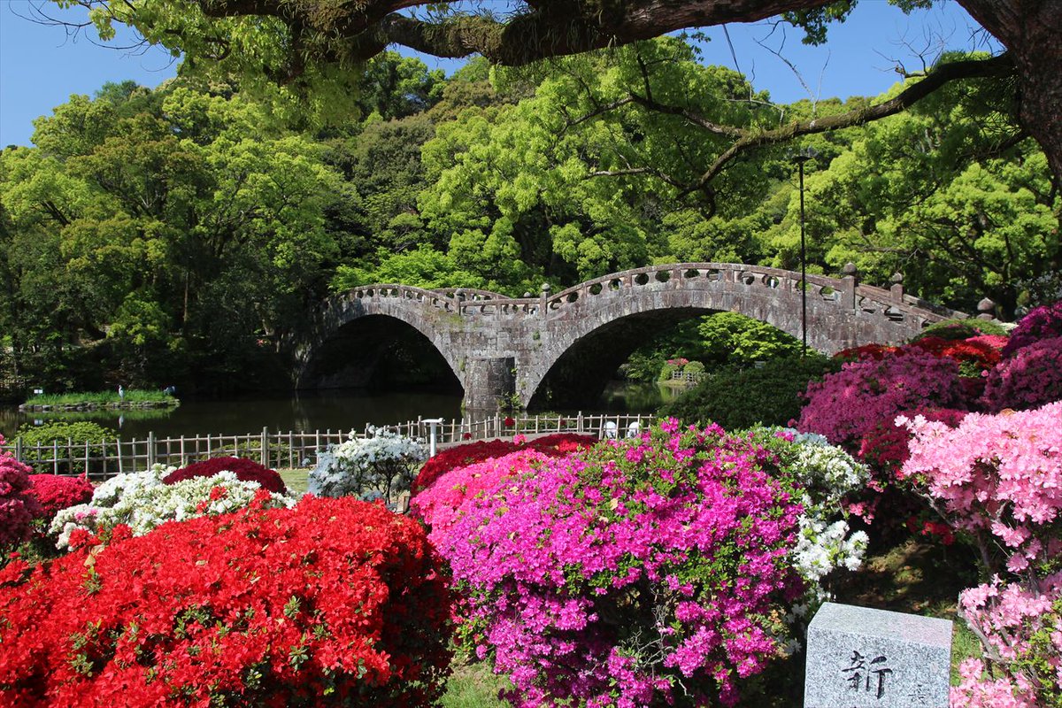 緑の桜 諫早公園の眼鏡橋 1 五分の一模型の 2 ブロンズ像と 3 ツツジと 4 の案内文 新型コロナの影響で昨年は中止になった諫早つつじ祭り 今年は5月5日まで眼鏡橋のライトアップのみ開催との事