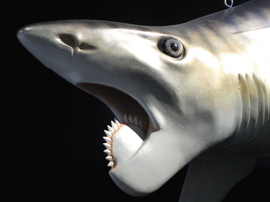 CaraSantaMaria's tweet photo. These prehistoric sharks had jaws shaped like circular saws and sawtoothed scissors. 😲 @Laelaps explains!

Image by Gary Staab
#Sharks #PrehistoricSharks #Jaws #SawTeeth #SharkTeeth

https://t.co/l2wUDV5wY7 https://t.co/SYzAZaXV5G
