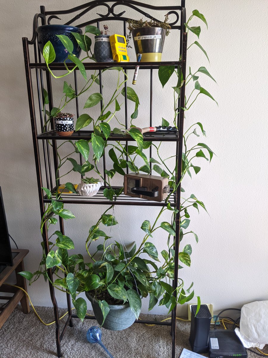 jack_wiley's tweet photo. 1 year update #houseplants https://t.co/z2iHmqG99D