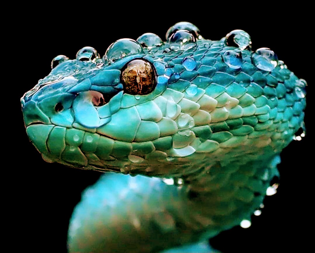 bkfwebdev's tweet image. &quot;At twenty a man is a peacock, at thirty a lion, at forty a camel, at fifty a serpent, at sixty a dog, at seventy an ape, at eighty a nothing at all.&quot;-Baltasar Gracian