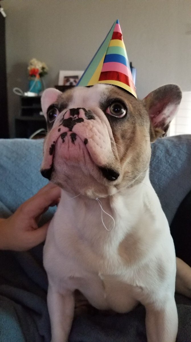 OdorousObject's tweet photo. Only 7 followers away from 125! For every like, retweet, or new follow I'll post a cute picture of my baby Frenchie
https://t.co/AvBw8rJHyD
#supportsmallstreamers #rtcommunity #twitch #streamer #streamerbtw #lazarbeam #codelazar #Frenchie @SmallStreamersR https://t.co/cHZdmjLieB