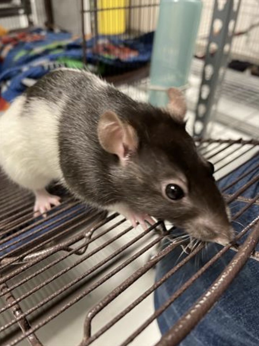 NEHumaneSociety's tweet photo. Facebook is down! To celebrate, here are some photos of Sweet Pea and Muffin, who cannot use the internet and have never been scarred by the horrors of social media https://t.co/6zuzze64Xm