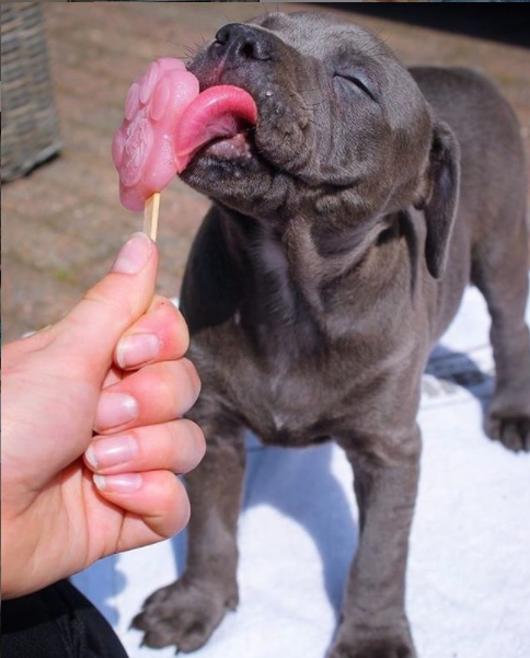 Oh, ice cream 🍦 #pitbull #Pitbulls #pitbulllovers #pitbullmoms #americanbully #pitbullterrier #Dog #dogs #pets #coronavirus #thursdayvibes #MothersDay2021