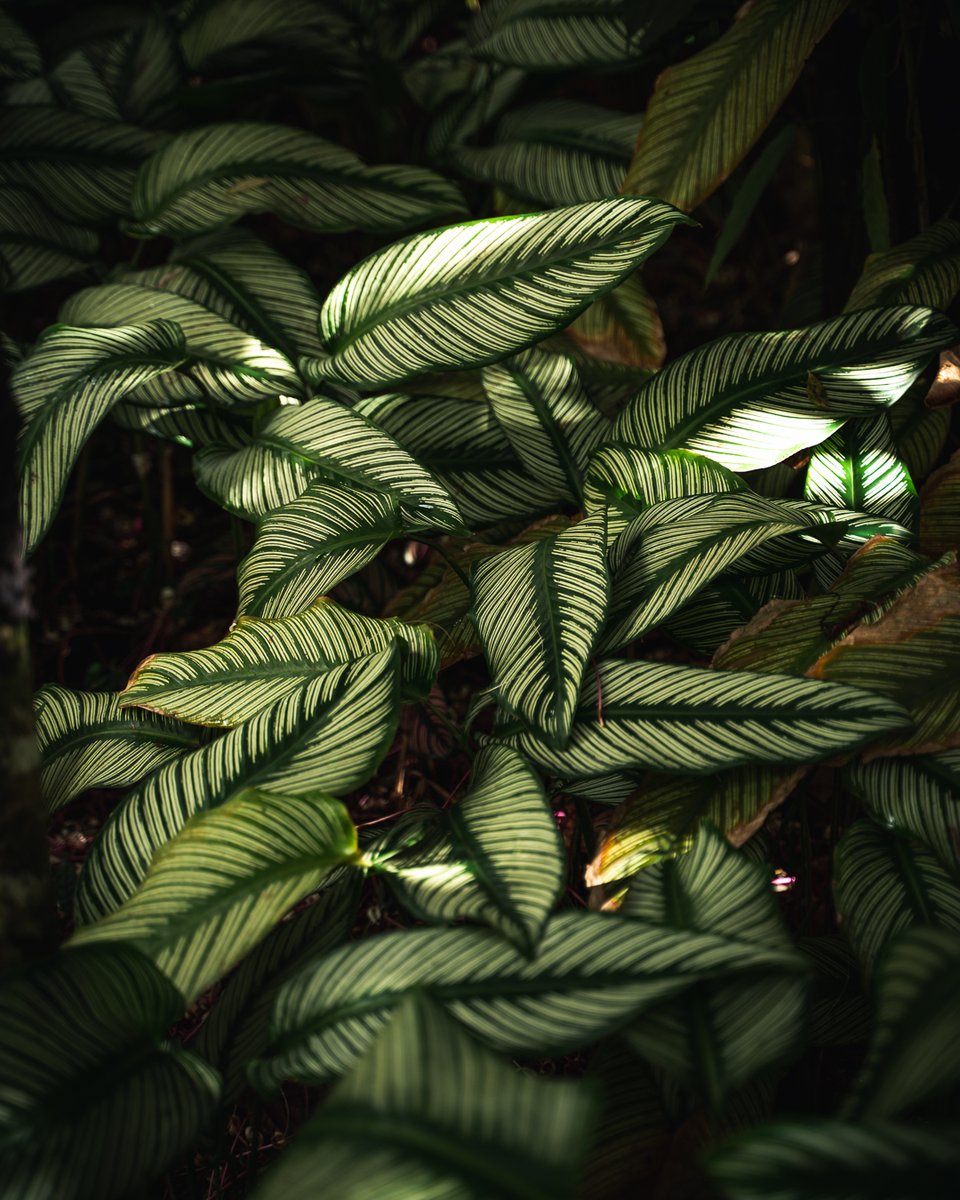 Jeu de lumière et dégradé de vert au cœur de notre coin de paradis ✨💚
jardindebalata.fr/billetterie

#martinique #vacances #balata #jardindebalata #nature #ilovemartinique #colibris #fevrier #antilles

Crédit photo @kickandtravel