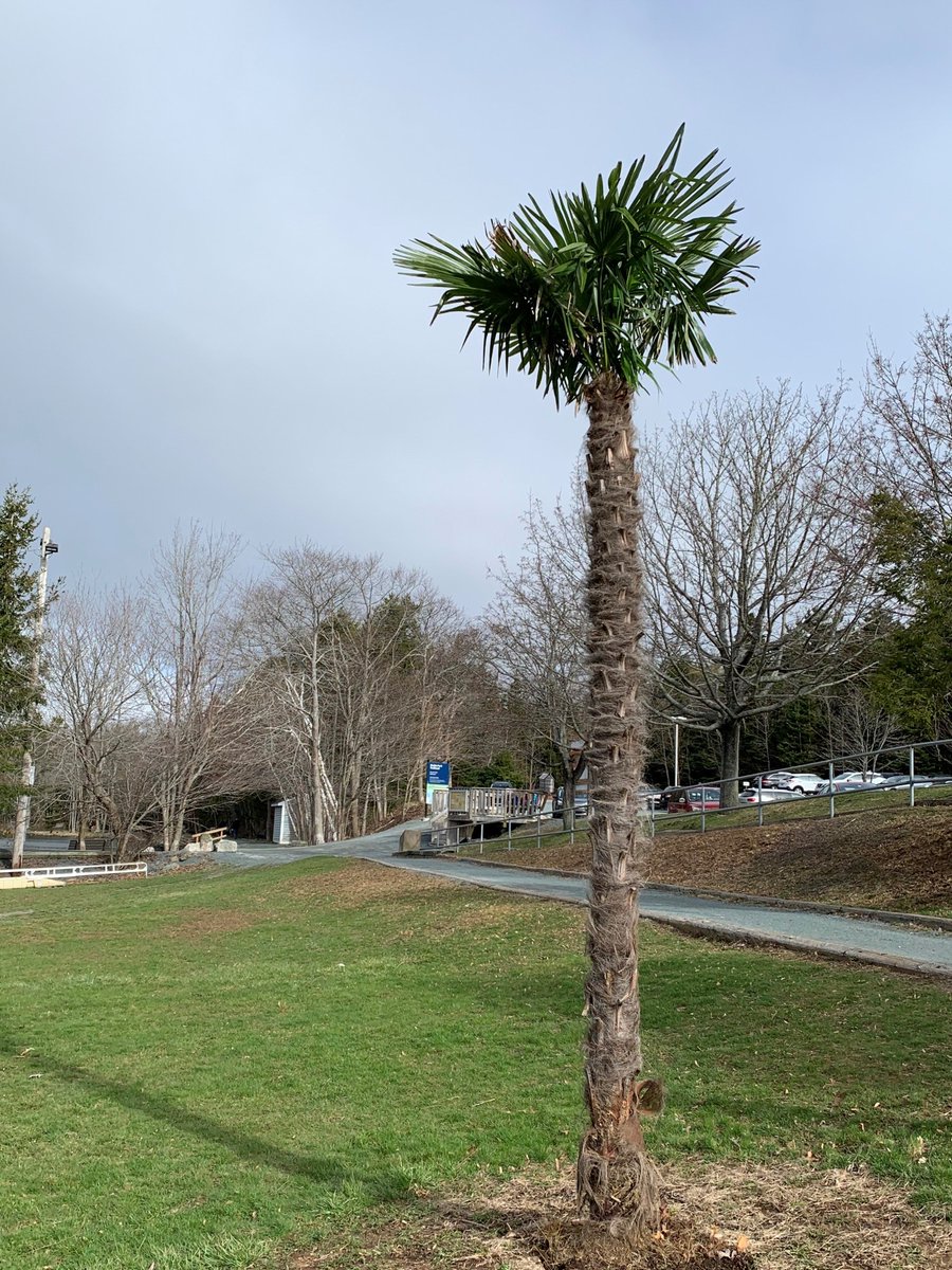 Councillor Tony Mancini tweet media