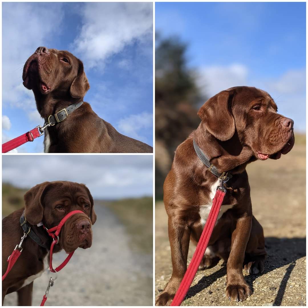 Meet our beautiful, strong boy Sam. He is 18 months old and a Springer x Dogue de Bordeaux. Sam still needs some training and would need a patient, experienced home. If interested in Sam please send an email to ashlm@eircom.net describing your home and providing your phone number