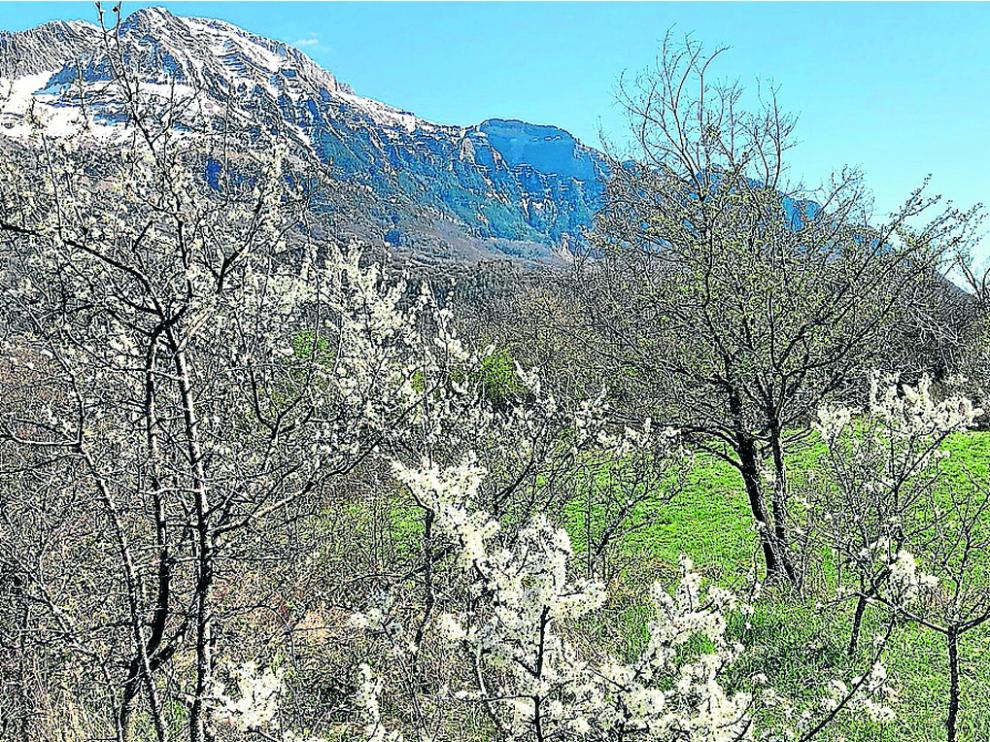 altoaragon's tweet photo. La tradición del hanami de Japón, en los endrinos de Tramacastilla
👉 https://t.co/CGbCUUqJoL
#Huesca #AltoAragon #Aragon #AltoGallego #Tramacastilla #ValledeTena #hamami #Japón https://t.co/KM750DkZJo
