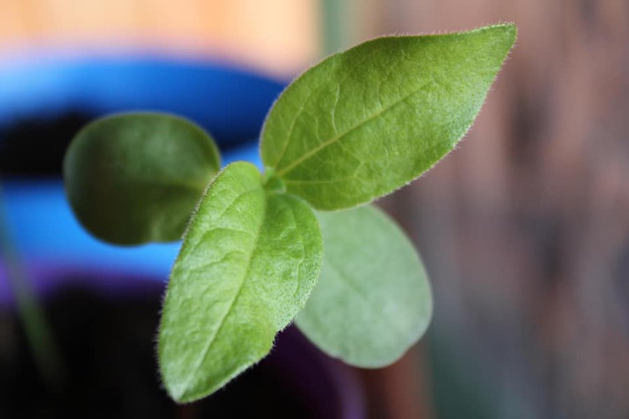 XylemSmartCity's tweet photo. Our employees across the globe are raising awareness of global water issues through @XylemWatermark. #FromSeedtoBloom, as part of a 30 day challenge, is one way we're working to solve water in our communities. Learn about our other efforts: https://t.co/0WUjYMUvP1 #LetsSolveWater https://t.co/33soPNgEIS