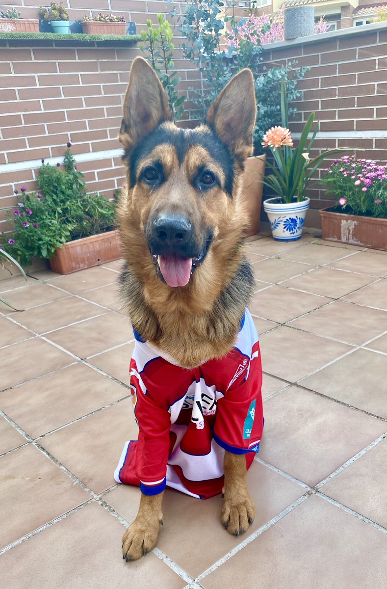 Hoy vamos todos con el @GranadaCdeF 😎 Hasta Thor esta preparado para disfrutar de la noche de hoy!!! Vamos mi Granadaaaa...!!! Vamos campeoooooon...!!! #thor #granadinistas #germanshepherd #europaleague <a href="/UEFAcom_es/">UEFA.com en español</a> <a href="/EuropaLeague/">UEFA Europa League</a> <a href="/aytogr/">Granada Ciudad</a> <a href="/pastoraleman_es/">El Pastor Alemán🇪🇸</a> <a href="/GermanShephrds/">German Shepherds</a>