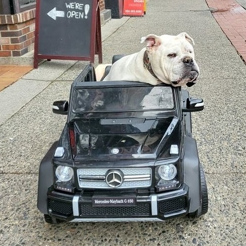 DogEhOfficial's tweet photo. 11yr old bulldog Mayo navigates his neighborhood in style ๐ Mayo's losing his sight & mobility so his owner found a creative way for him to still join family walks with this remote-controlled toy car ๐
#doglovers #bulldog #dogslife #drivingdog #cooldog #dog #doggy #dogeh https://t.co/6wwSPtwrEb