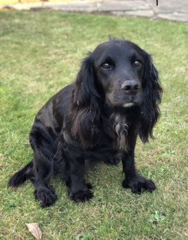 millypod1's tweet photo. 🆘6 APR 2021. PEPPER #Lost #ScanMe
OLDER Black Sprocker Female
#Rowfant #WestSussex #RH10
SIGHTINGS PLZ ☎️07766118292/ 07768026767
https://t.co/bqPhPrmbwS https://t.co/eLx19jlcjh