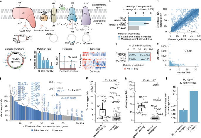 Online now! Respiratory complex and tissue lineage drive recurrent mutations in tumour mtDNA dlvr.it/RxGNnm