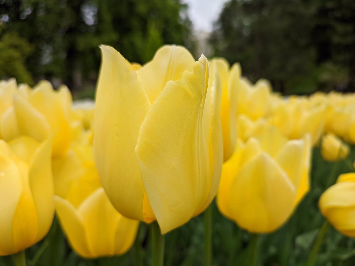 JABS64's tweet photo. La primavera luce sus mejores galas en el @RJBOTANICO 🌈🌹🌷🌺🥀 https://t.co/xeu90rwESB