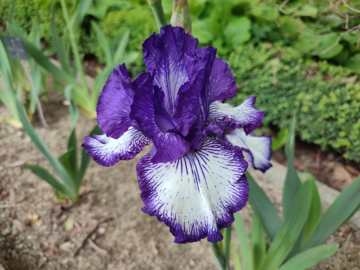 JABS64's tweet photo. La primavera luce sus mejores galas en el @RJBOTANICO 🌈🌹🌷🌺🥀 https://t.co/xeu90rwESB